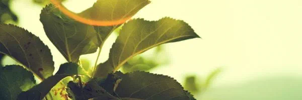 Bewezen effectiviteit